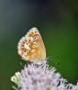 Aricia agestis